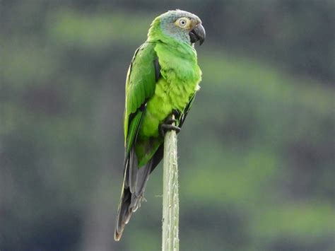 Ultimate Guide To 13 Types Of Conures Which Is Right For You