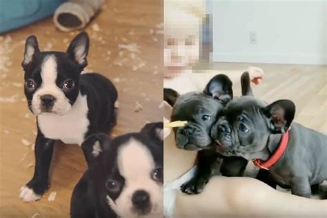 Boston Terrier Vs French Bulldog See Difference With Pictures