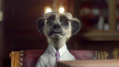 Poor Sergei An Overworked Geek Meerkat Compare The Market Animals