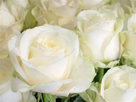 White Roses Stock Photo By ©007filip 1904449