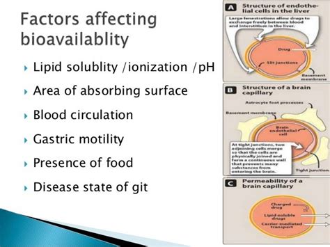 Absorption And Distribution Of Drugs