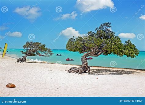 Divi Divi Trees On Aruba Island In The Caribbean Stock Photo Image Of