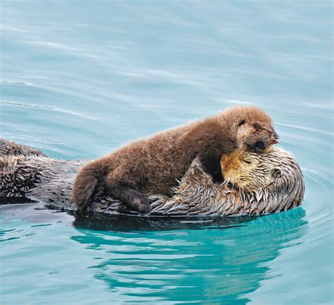 National Geographics True Love Photos Baby Sea Otters Cute Animals