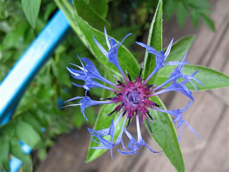 Aug 12, 2021 · the striking combination of vivid blue flowers and black sepals on black and blue sage (salvia guaranitica) is reason enough to try growing the plant. A Guide To Adding Blue Flowering Plants To Your Garden ...