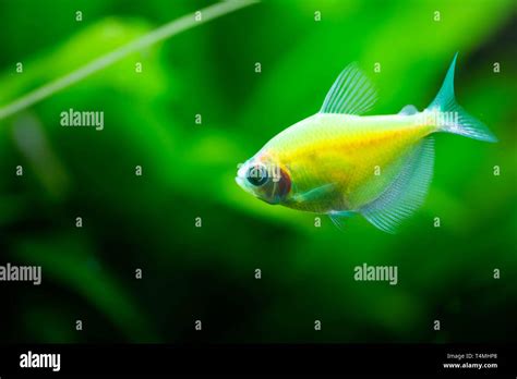 The Green Tetra Glofish Or Gymnocorymbus Ternetzi Freshwater Aquarium