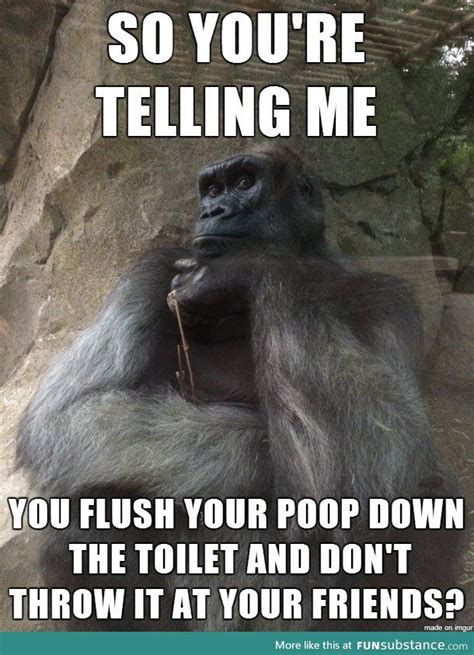Guesswork Gorilla Just Doesnt Understand Funny Monkey