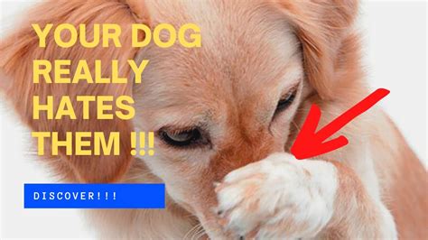 🐶🤢 The 7 Scents Dogs Hate The Most Youtube