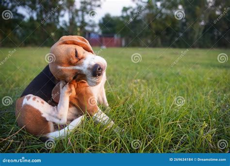 An Adorable Beagle Dog Scratching Body Outdoor On The Grass Field Stock