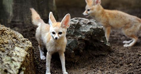 Gallery Fennec Foxes At Kirkleatham Owl Centre Redcar Teesside Live