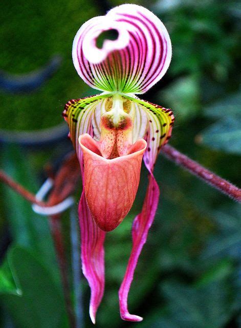 An Orchids Funny Face Unusual Flowers Strange Flowers Beautiful