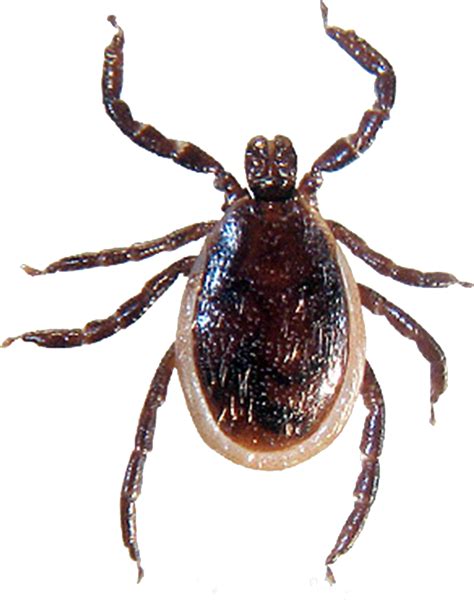 Tick Insect Png Transparent Image Download Size 669x852px