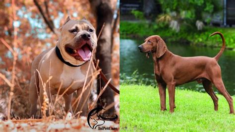 Coonhound Pitbull Mix A Complete Guide With Pictures