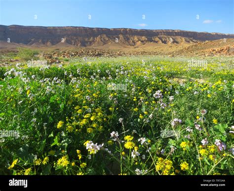 Negev Desert In Bloom Mitzpe Ramon Crater Israel Negev Ramon Nature