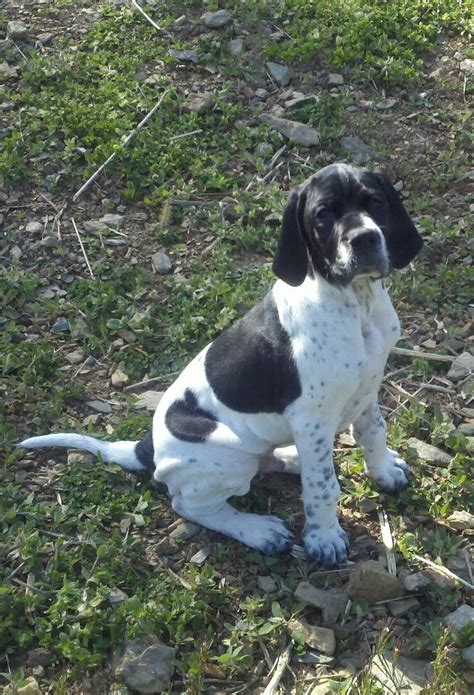 A down payment is required to reserve your pup. getting to know your pup