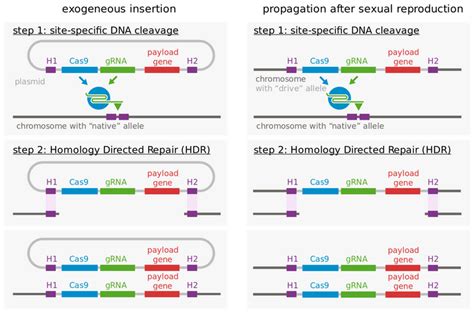 Gene Drive Technology Gets Prudent Stamp Of Approval Cell And