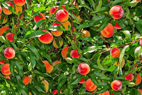 How To Grow Dwarf Fruit Trees