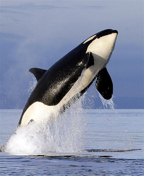 Bad Breath Study Finds Array Of Bacteria When Orcas Exhale The