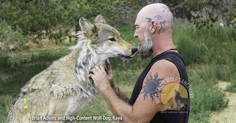 Top 29 How To Get A Wolf Dog Permit Lastest Updates 102022