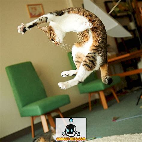 21 Fabulous Jumping Cats će Vas Učiniti Aww