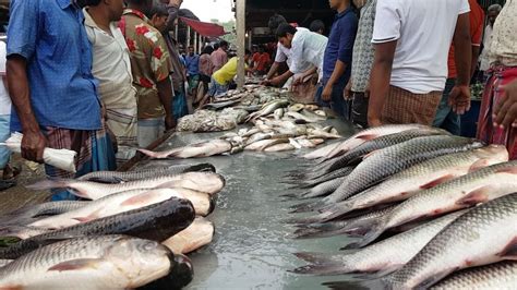 A crane eats a fish from a tub of fish at a wholesale market at a fish harbour in mumbai, india picture: Amazing Local Village Big Fish Market Gazipur 2017 | Huge ...