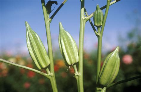Correct diagnosis of problems is of utmost importance because fungicides are effective against fungal diseases only and. How to Grow Okra Plants