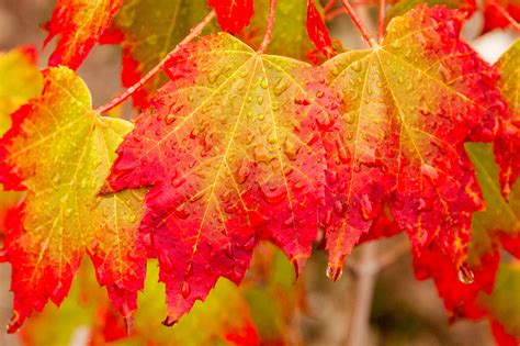 Осень Листья Деревьев Желтый Красный Фото Telegraph