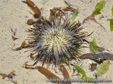 The Tide Chaser Sea Urchins Phylum Echinodermata Class
