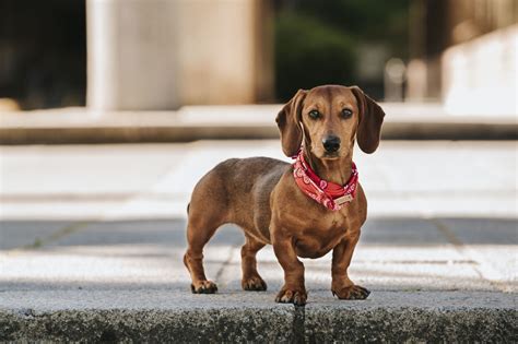 Miniature Dachshund Breed Info And Advice Zooplus Magazine