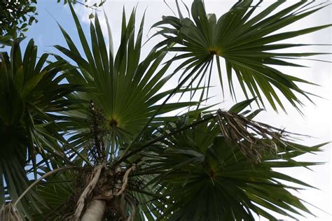 11 Palm Trees That Tolerate Cold Weather