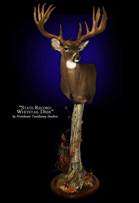68 Unique Deer Mounts Ideas Deer Mounts Taxidermy Deer