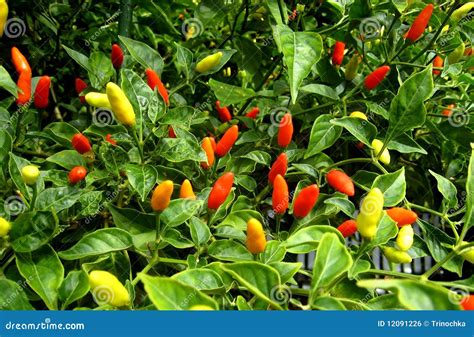 Litred Hot Hawaiian Chile Peppers Stock Photo Image Of Vegetable
