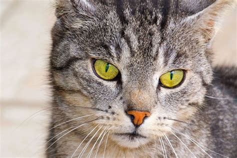 The american shorthair is famed for its amicable nature and hunting abilities. What is the Average Lifespan of a Cat? | Canna-Pet®