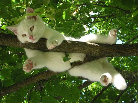 White Cat Relaxing In A Tree Full Hd Wallpaper And Background Image