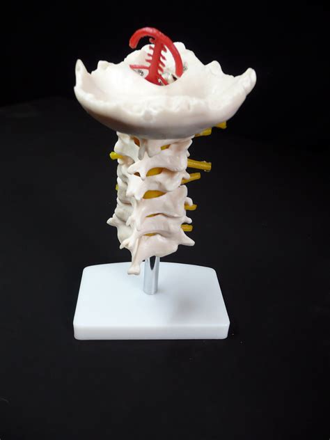 Anatomical Human Occipital Bone Cervical Vertebrae Model Vertebrae