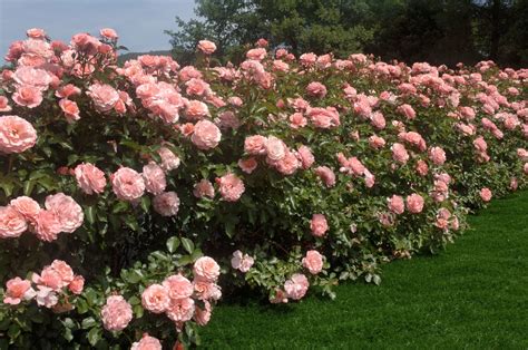 L'edera, in particolare le specie con foglie piccole o a crescita lenta, può essere posta all'interno di un'abitazione; Piante Dainterno Con Fiori Rose : I fiori da giardino ...