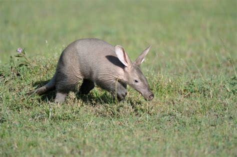 Aardvark Stock Photos Pictures And Royalty Free Images Istock