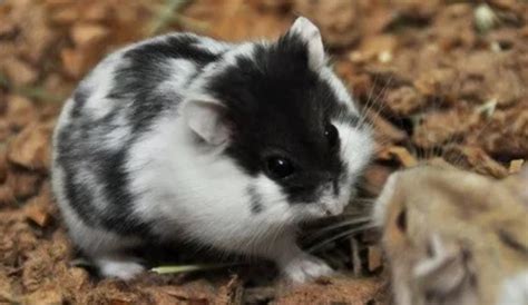 Panduan Lengkap Cara Ternak Hamster Panda Bagi Pemula Agar Sukses
