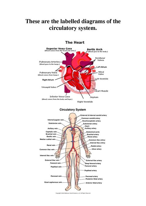 It permits movement of the body, maintains posture and circulates blood throughout the body. Free Diagrams Human Body | Human Body Muscle Diagram ...