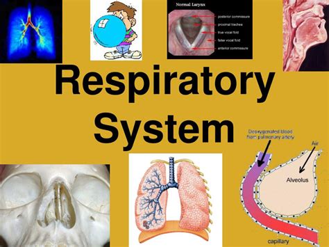 Powerpoint Presentation On Respiratory System