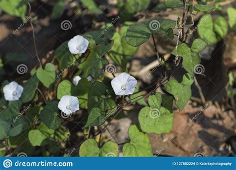 Alabama Tiny White Morning Glory Wildflower Vine Stock Photo Image Of