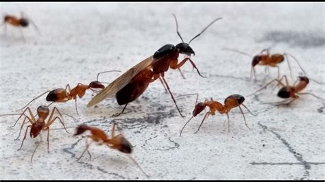 Flying Ants Swarming Behaviour Youtube