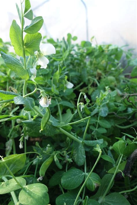 Growing Snow Peas In Summer Saras Kitchen Garden