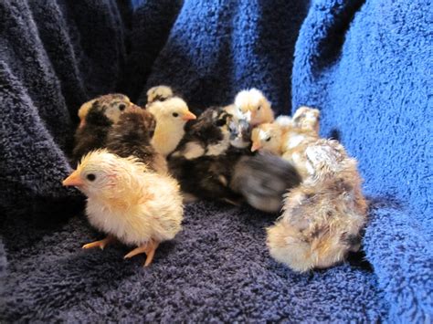 Two Sunny Days: New Serama Chicks Have Hatched :)
