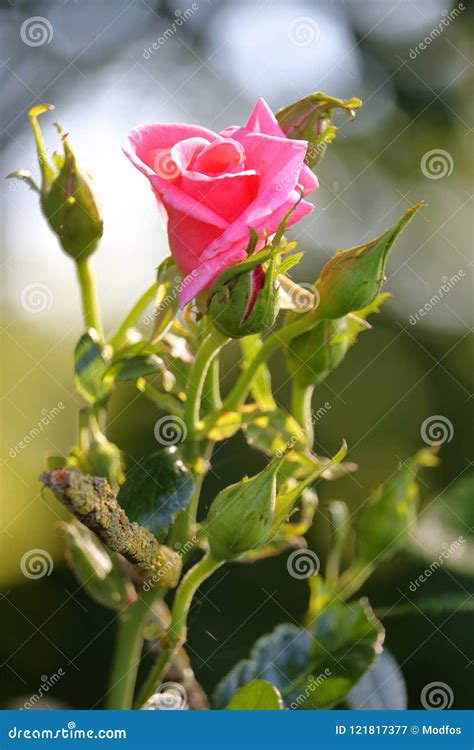 Late Blooming Pink Rose Stock Image Image Of Nature 121817377