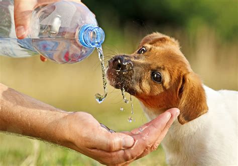 Apart from water, dogs can drink whole fruit juice with no added sugars in very small amounts. How to protect your pets from heat stress - UQ News - The University of Queensland, Australia