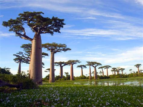 Adansonia grandidieri (Grandidier's Baobab) | World of Succulents
