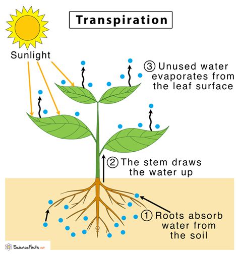 Transpiration Definition Factors Types And Importance