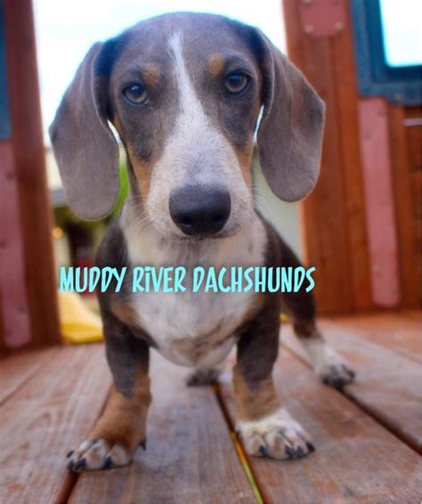 Maybe you would like to learn more about one of these? Blue doxie puppies for sale near San Antonio and Houston | Dachshund puppy miniature, Puppies ...