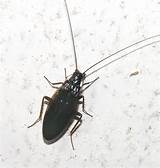 Black Cockroach Pictures
