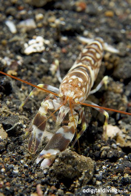 Morphclaw Alpheus Bellulus Pretty Snapping Shrimp Flickr